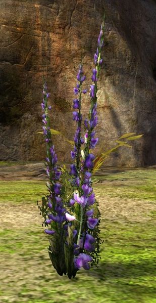 File:Caledon Lavender (object).jpg