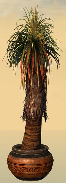 File:Potted Petticoat Palm side.jpg