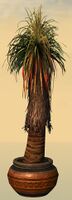 Potted Petticoat Palm side.jpg