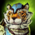 Armored Tiger Warclaw Skin.png