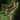 Mist Lord's Longbow.png