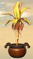 Potted Reaching Gold Fern front.jpg