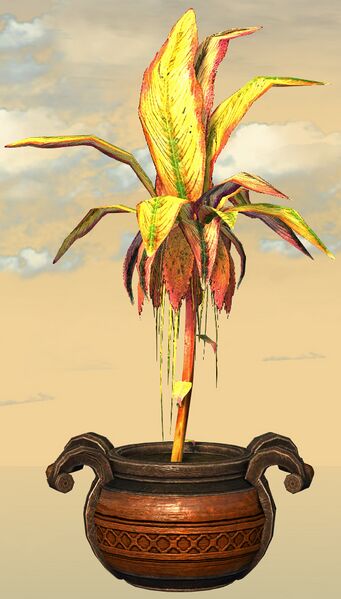 File:Potted Reaching Gold Fern front.jpg