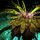 Island Shrub (Bunch).png