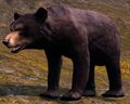 Black Bear.jpg
