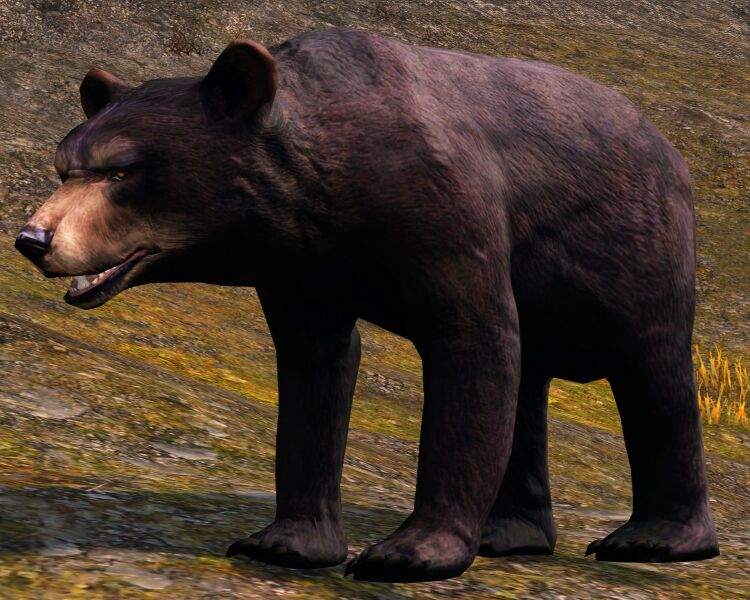 File:Black Bear.jpg
