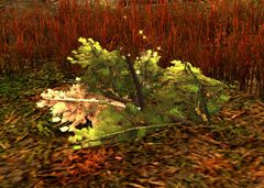 Brush Pile.jpg