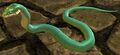 Year of the Snake
