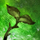 Maguuma's Orchard.png