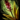 Seaweed Bomb.png
