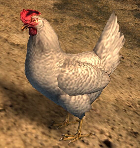File:White Chicken.jpg