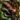 Accursed Shoulders.png