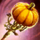 Harvest's Grin.png