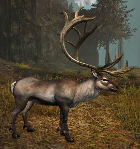 File:Janthiri Reindeer.jpg