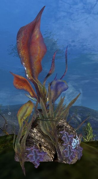 File:Seaweed (node).jpg