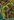 Squall Cusps map.jpg