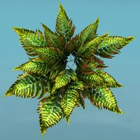 Tropical Shrub top.jpg