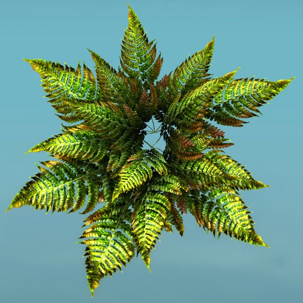 File:Tropical Shrub top.jpg