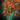 Hard Wood Logging Node.png