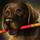 Mini Lucky Lantern Puppy.png