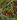 Toade's Head map.jpg