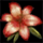 Alpine Lily (trophy).png