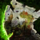Flying Lesson—Frostgorge Sound.png