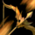 Gift of The Dreamer.png