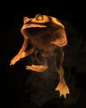 The toad spirit.