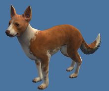 Mini Basenji.jpg