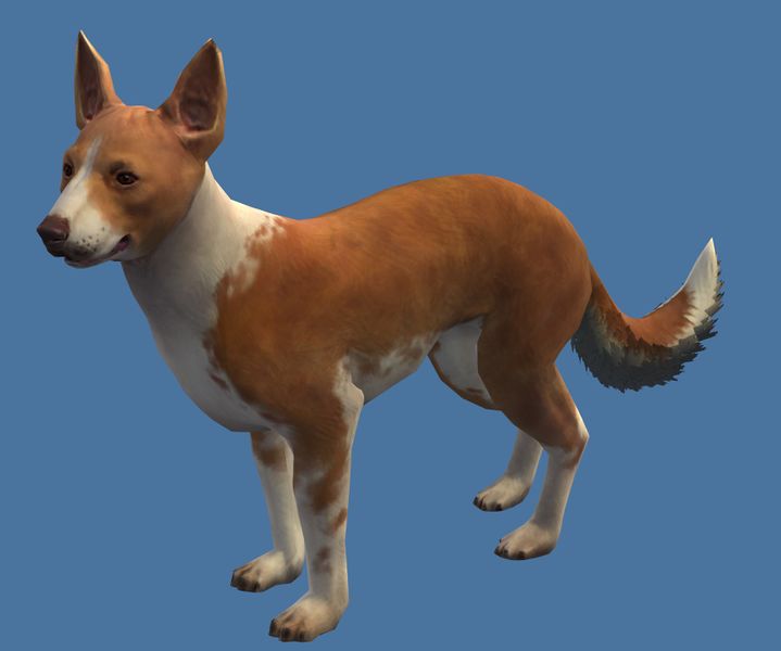 File:Mini Basenji.jpg