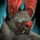 Moonshadow Bat Griffon Skin.png