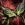 Nightmare Court Mantle.png
