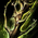 Druid's Staff.png