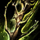 Druid's Staff.png