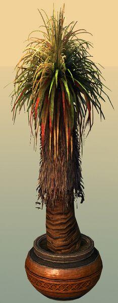 File:Potted Petticoat Palm.jpg