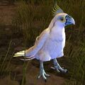 Castoran white.