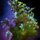 Basic Shrub.png