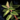 Oregano Leaf
