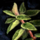 Oregano Leaf.png