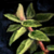 Oregano Leaf.png