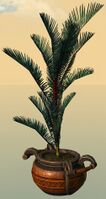 Potted Blue Moa Fern.jpg