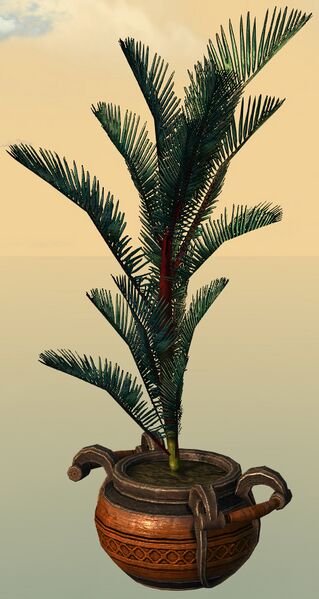 File:Potted Blue Moa Fern.jpg