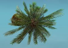 Island Tree (Short) top.jpg
