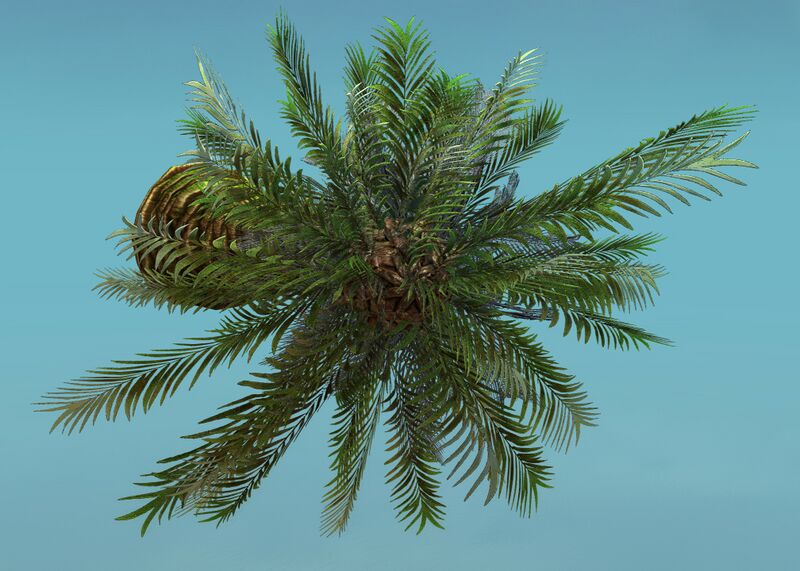 File:Island Tree (Short) top.jpg