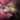 Mini Avatar of Envy.png