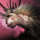 Mini Avatar of Envy.png