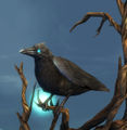 Close up of the perched raven while stowed.