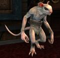 Skritt (white fur).jpg
