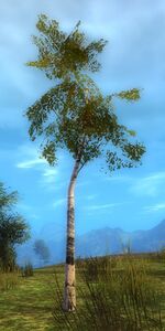 Aspen Sapling.jpg